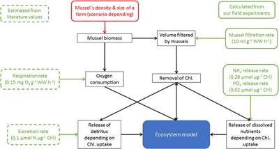 Spatial Effects of Different Zebra Mussel Farming Strategies in an Eutrophic Baltic Lagoon